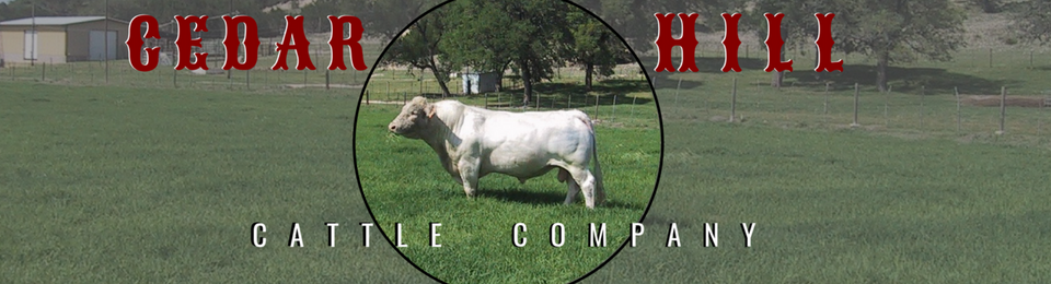 Cedar Hill Cattle Company